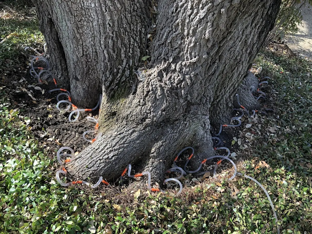 Detailed Tree Cabling and Bracing job site in Waddy