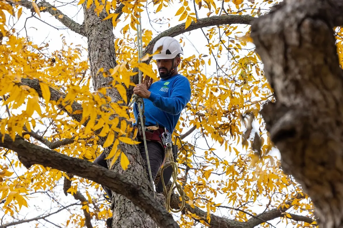 Skilled Tree Transplanting crew working in Waddy